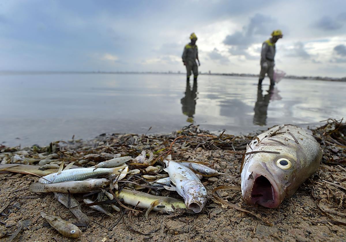 Peces muertos en el Mar Menor, en 2019.
