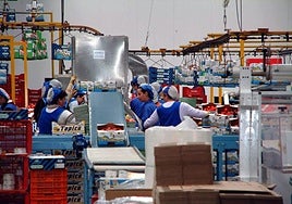 Personal del manipulado durante su jornada laboral en un almacén hortofrutícola de la provincia.