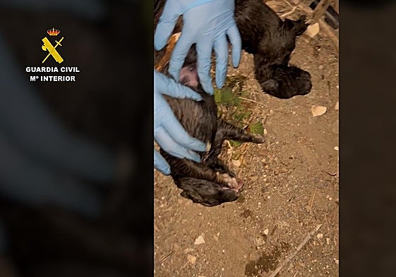 Dos de los cachorros rescatados en Pechina.