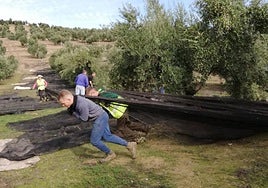 Imagen de archivo de la campaña de aceituna.