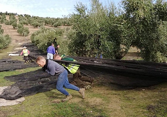 Imagen de archivo de la campaña de aceituna.