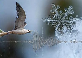 Tsunamis, gaviotas y frío polar