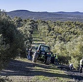 Imagen de archivo de la campaña de aceituna.