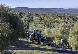 Imagen de archivo de la campaña de aceituna.