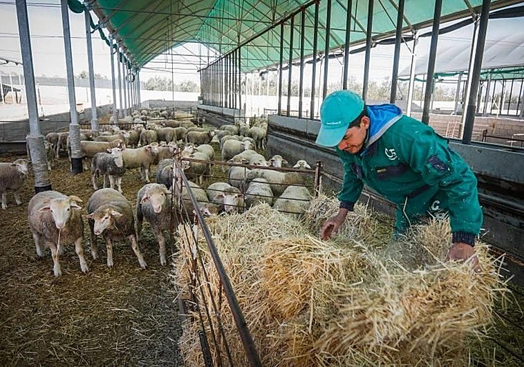 La merma de corderos por la lengua azul dispara los precios de cara a Navidad