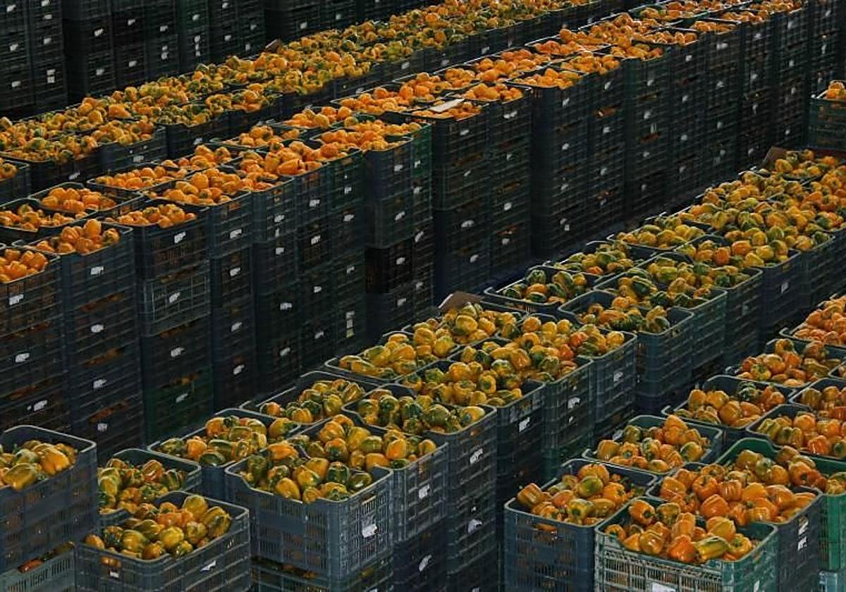 Los sindicatos protestan este martes en Almería por la falta de avances en el convenio del sector manipulado hortofrutícola.