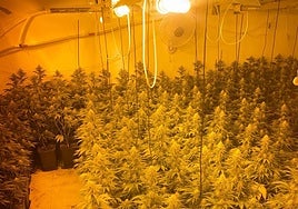 Plantas incautadas el pasado jueves en otra operación en Iznalloz.