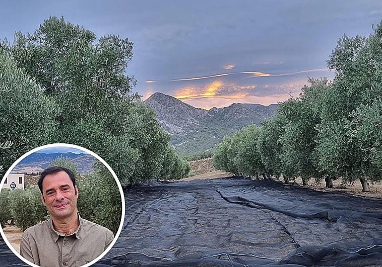 «Estoy al mando de una almazara y conozco cuánto valdrá el aceite de oliva en 2026»
