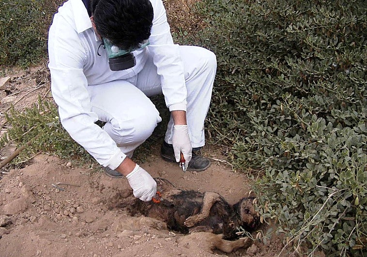Cárcel para el dueño de un coto de caza de Granada por colocar cebos envenenados