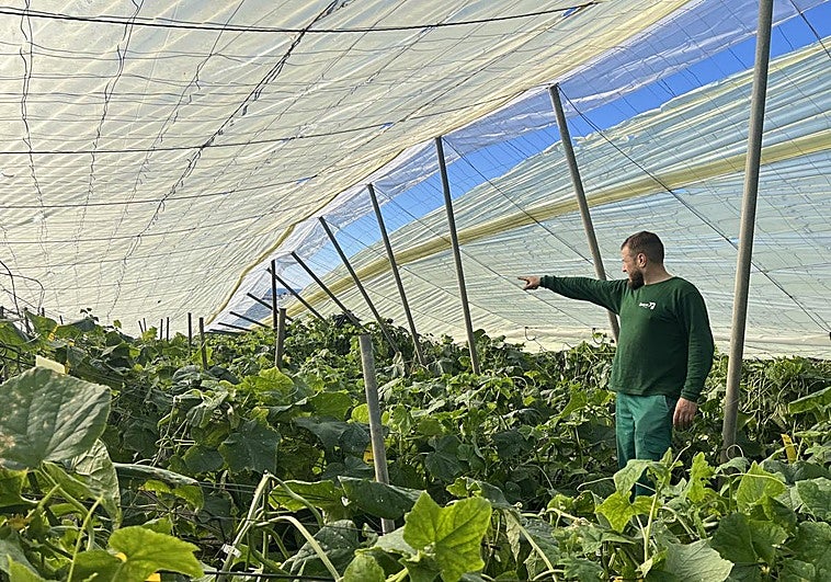 Los agricultores de Carchuna valoran los daños en sus cultivos tras la granizada