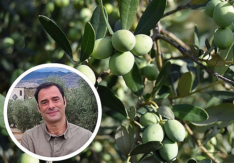 Un experto lanza un aviso sobre un tipo de aceite de oliva: «Puede presentar algunos defectos»