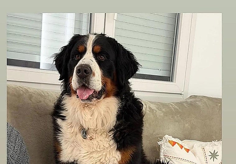 Granada se vuelca en las redes para encontrar a Cairo, un perro perdido en Cúllar Vega: «Puede ser un robo»