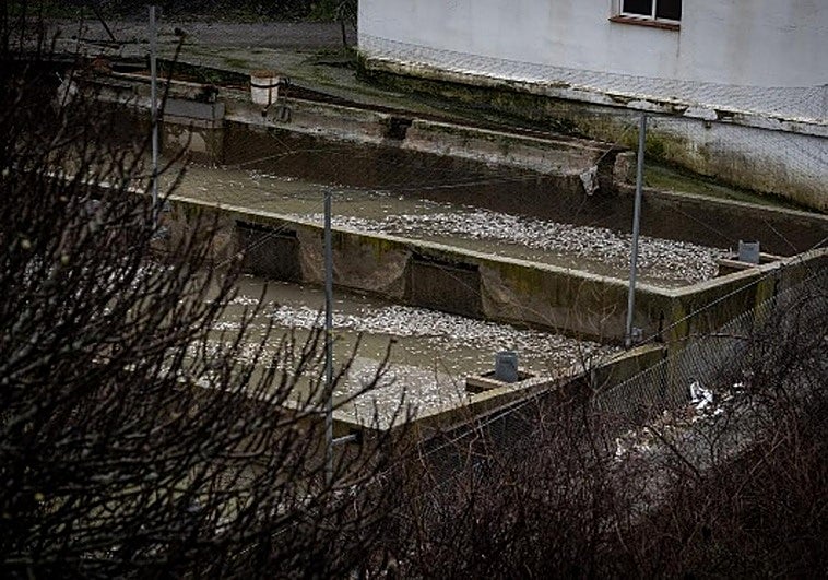 Una piscifactoría de Quéntar abocada a la quiebra y un millón de truchas muertas por el temporal