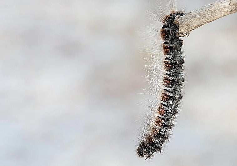 Los nuevos depredadores de la oruga procesionaria están en Sierra Nevada: «Es una lucha en la naturaleza»