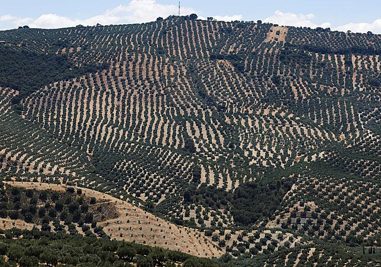 Muere un hombre tras volcar un tractor en Montefrío