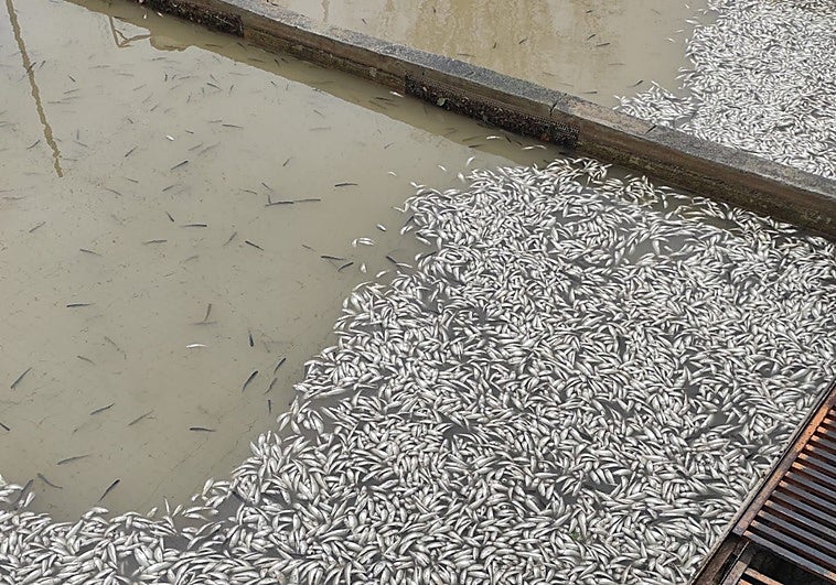 La piscifactoría de Quéntar arrasada por el desembalse planea reabrir tras perder un millón de truchas