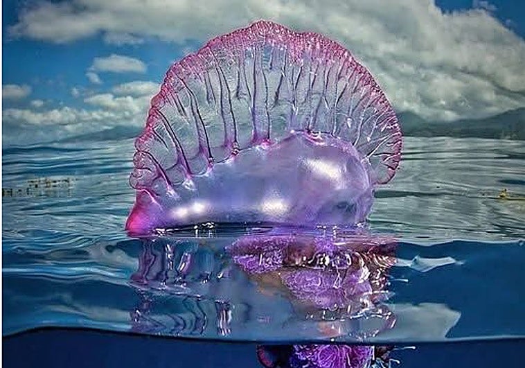 Avistadas en aguas de Almuñécar varias carabelas portuguesas, falsas medusas que pueden causar graves heridas