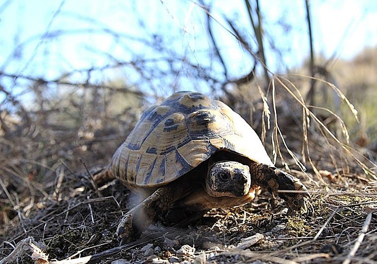 Serbal registra 46 tortugas moras en los primeros censos de 2026 en Turre y Huércal-Overa