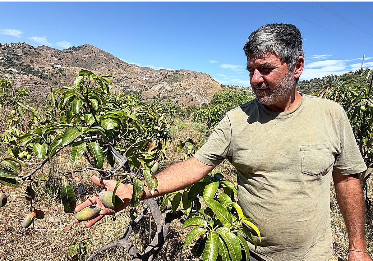 Franciso de Borja junto a uno de los mangos que se encuentran podados