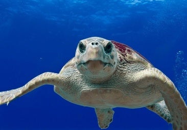 na tortuga boba ha intentado anidar en la noche del pasado domingo en la playa de Cotobro de Almu&ntilde;&eacute;car