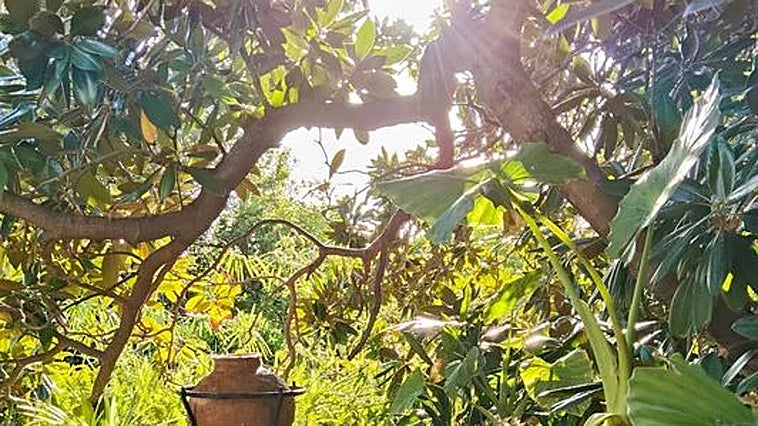 'Jardín de primor, huerto de labor', un viaje por la botánica andalusí en Canjáyar
