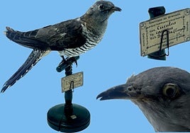 Los 'tesoros' de las salas de biología y geología del Museo Suárez (102): Cuco común