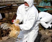 La OMS confirma la muerte de un niño en Indonesia por gripe aviar 