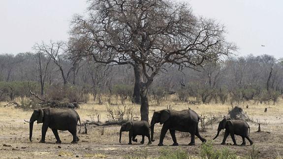 Elefantes del Parque Nacional de Hwange, Zimbabue