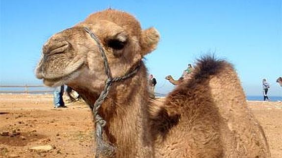 Un camello mata a su dueño en México
