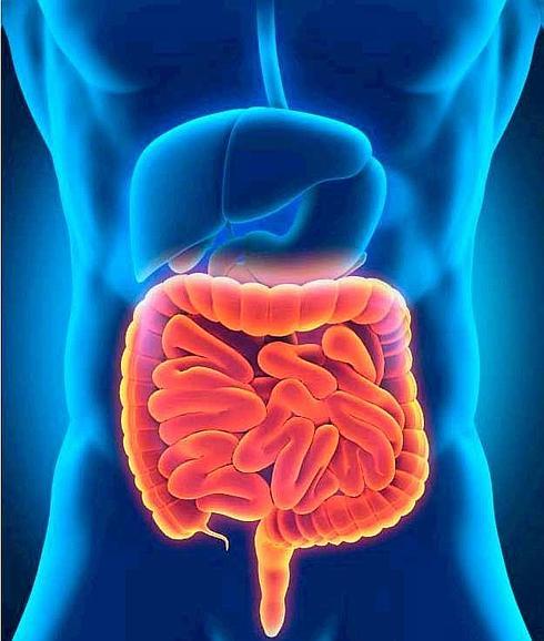 El colon es el último tramo del intestino. 