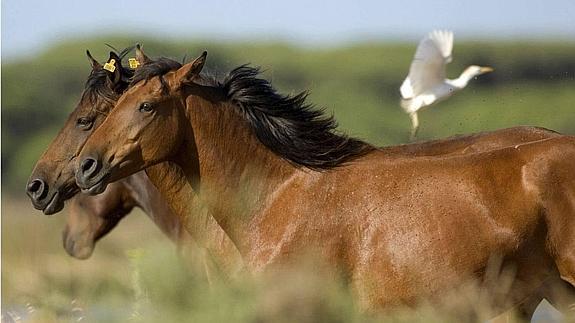 Tres Caballos.