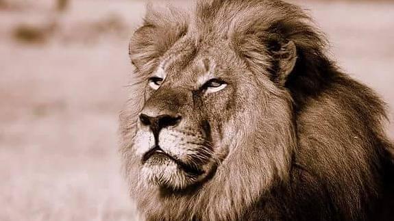 'Cecil', el león estrella del parque de Hwange, Zimbabue.