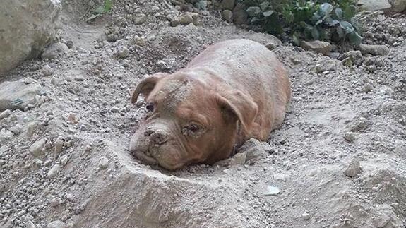 Imagen de la perra enterrada en Francia.