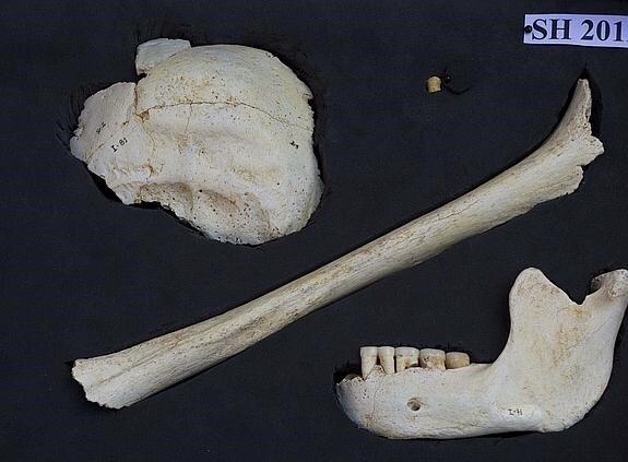 Restos de la especie Homo Heildelbergensis hallados en Atapuerca.