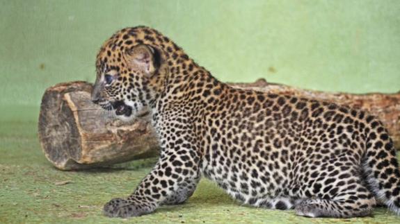Imagen del leopardo de Sri Lanka recién nacido.