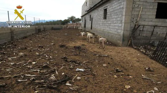 Tres ovejas famélicas caminan sobre decenas de restos óseos.