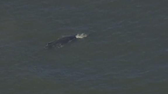 La ballena, en el río.