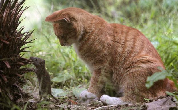 Un gato acecha a un ratón.