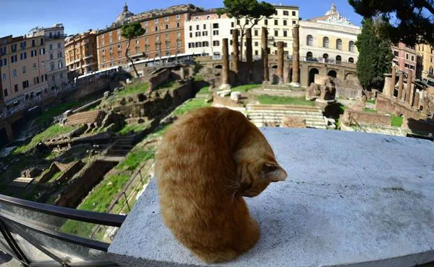 Un gato ante la plaza Largo di Torre Argentina en Roma. 