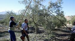 EN PLENA FAENA. Trabajadores recogen aceituna en una explotación olivarera jienense. /FRANCIS J. CANO