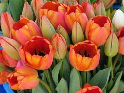 Los tulipanes llegaron 400 años antes a la península Ibérica que a Holanda