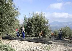 La producción esta campaña será alta en Jaén. :: FRANCIS J. CANO