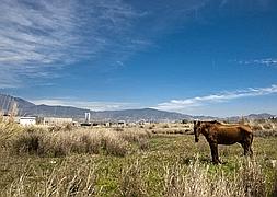 En los huesos. Uno de los animales liberado de sus ataduras, ayer tras denunciar el Seprona el caso. :: JAVIER MARTÍN