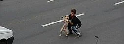 Un niño se juega la vida saltando a la carretera para salvar a un cachorro tras ser atropellado