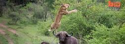 Un búfalo evita que muera su compañero levantando por los aires a una leona