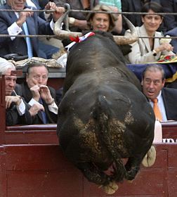 El tercer toro de la tarde salta la barrera ante el ex alcalde de Madrid, Álvarez del Manzano. / EFE