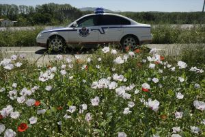 PLANTAS DE OPIO. La Ertzaintza vigila una plantación alavesa de adormidera.