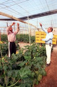 CULTIVOS. La agricultura ha influido en el léxico ejidense. / J. J. MULLOR