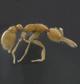 CLARA. La hormiga marciana es ciega y carnívora. / IDEAL
