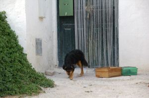 pueden los gusanos hacer que los perros no coman